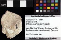 Foto (Objket + Etiketten) von Decapoda indet. 